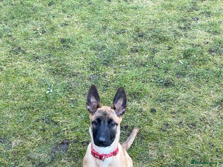 Belgian Shepherd Dog dogs Belgian shepherdpup for sale - Advert 1