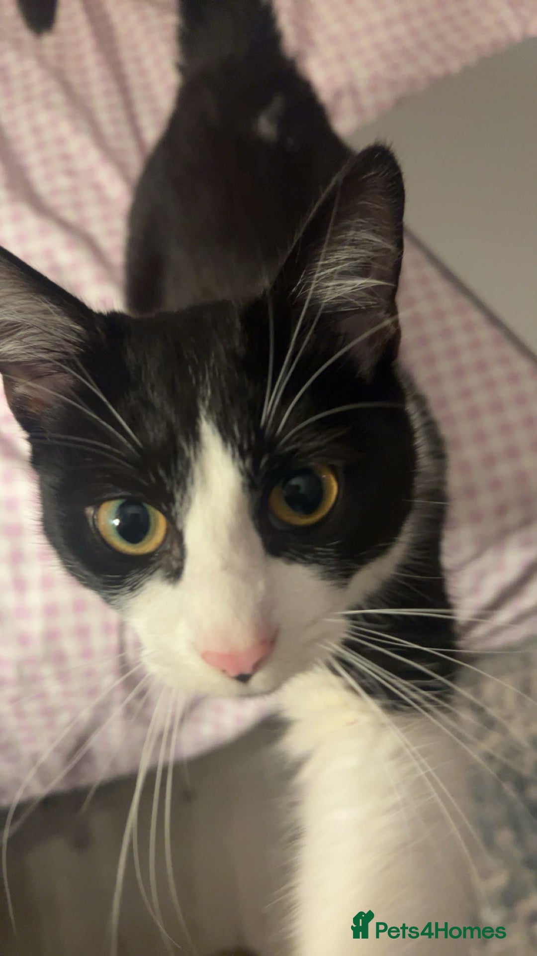 Mixed Breed cats for sale: Two 9 month old kittens - Advert 10