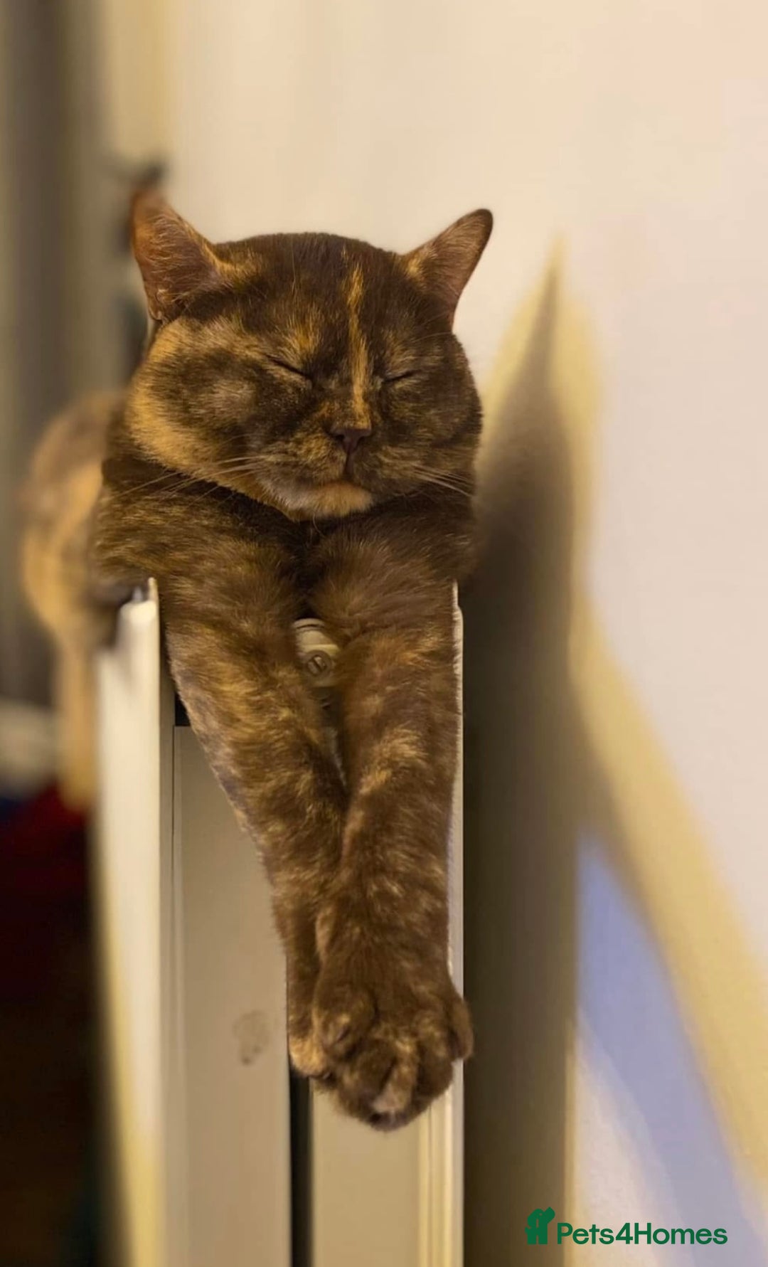 British Shorthair cats for sale: Stunning Pedigree GCCF reg girl - Image 1