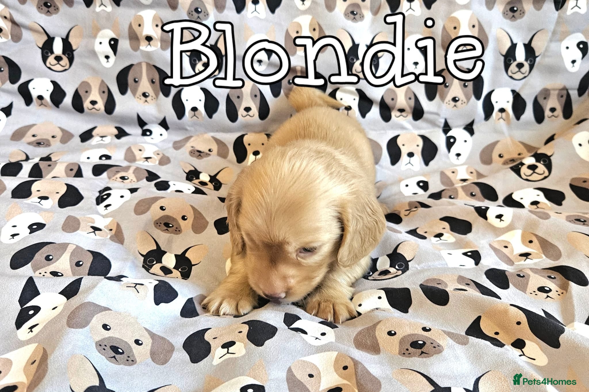 Miniature Dachshund dogs Cream dachshund  - Advert 5