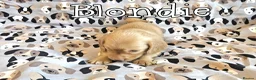Miniature Dachshund dogs for sale: Cream dachshund  - Advert 1