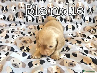 Miniature Dachshund dogs Cream dachshund - Advert 5