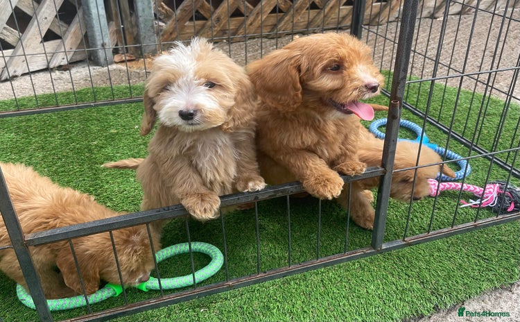 Cockapoo dogs - Advert 10