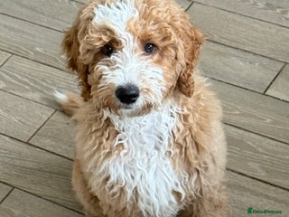 Mixed Breed dogs ❤️Teddy- Australian Golden Double Doodle ❤️ - Advert 1
