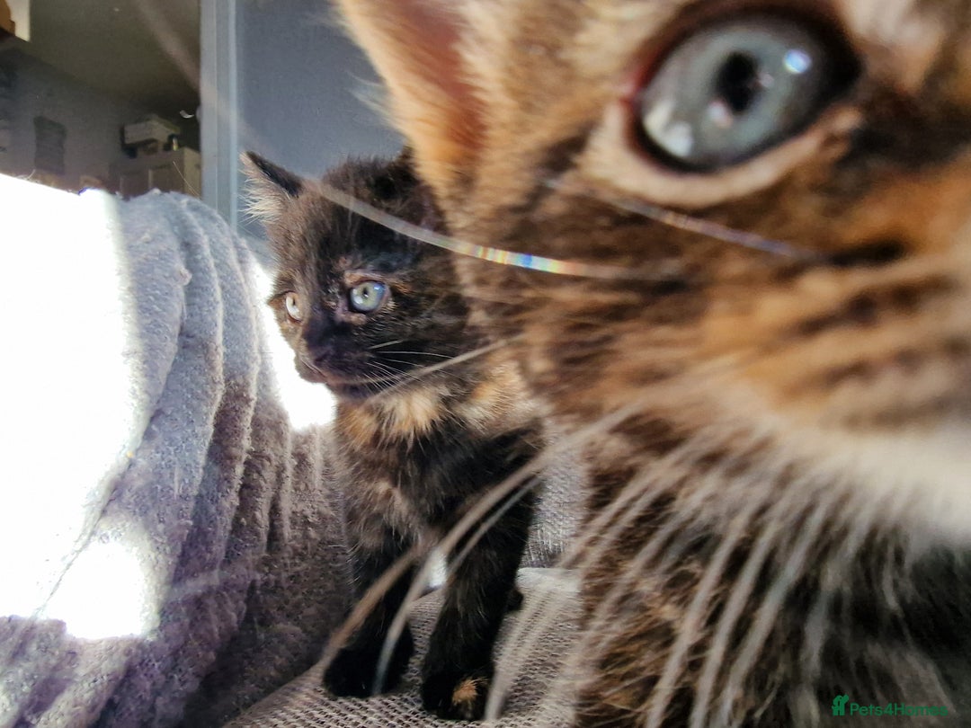 Mixed Breed cats for sale: Ready to leave now  - Advert 6