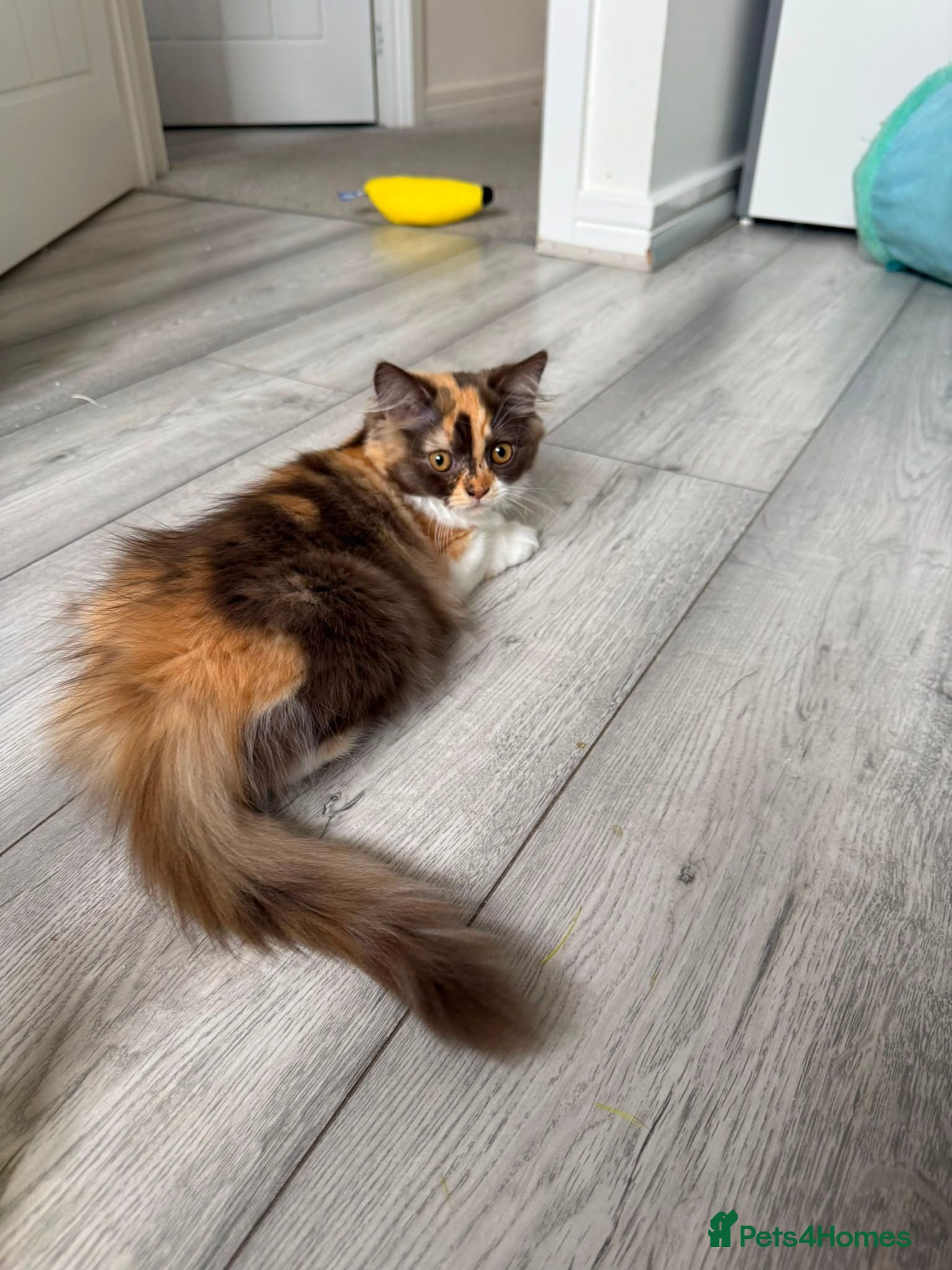 British Longhair cats British Longhair Chocolate tortie girl😻 Ready now - Advert 2