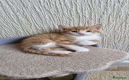 Mixed Breed cats for sale: Two male kittens. Possible delivery. - Advert 14