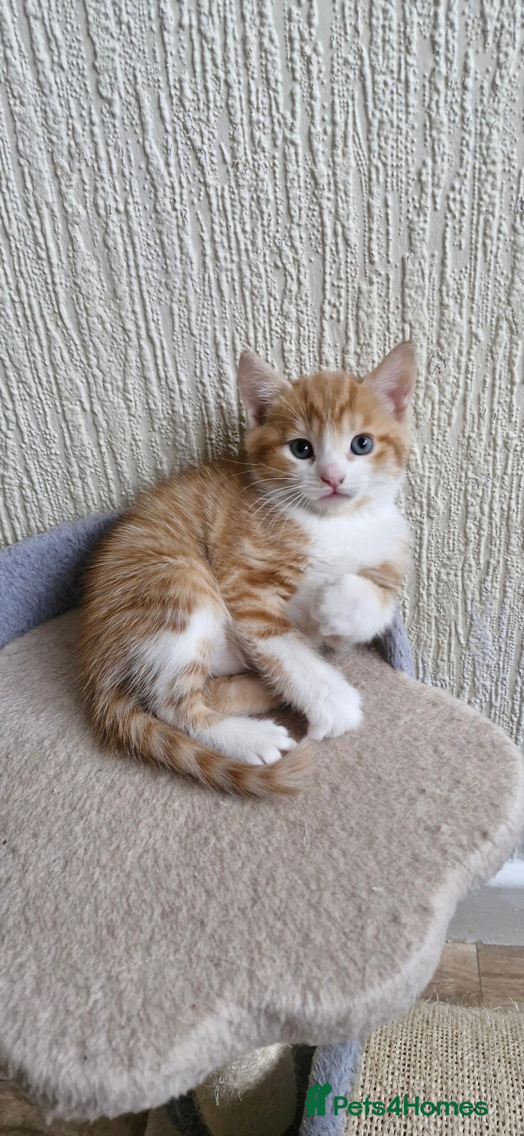 Mixed Breed cats for sale: Two male kittens. Possible delivery. - Advert 14