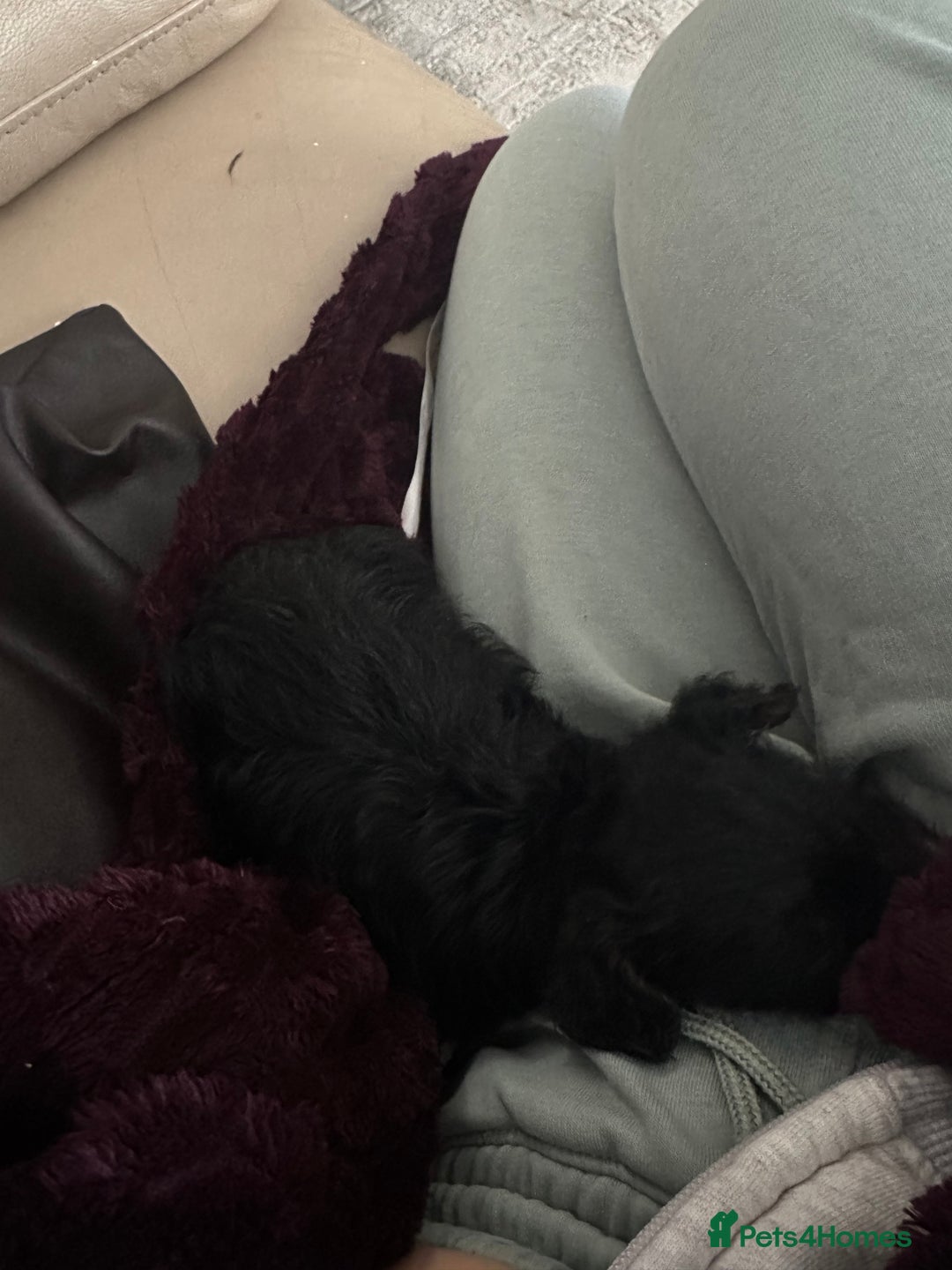 Mixed Breed dogs for sale: Yorkiepoo - Advert 11