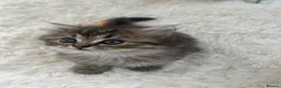 Persian cats for sale: Persian boy in Leeds - Advert 2