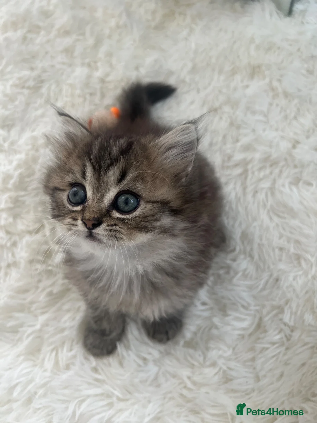 Persian cats for sale: Persian boy in Leeds - Advert 2
