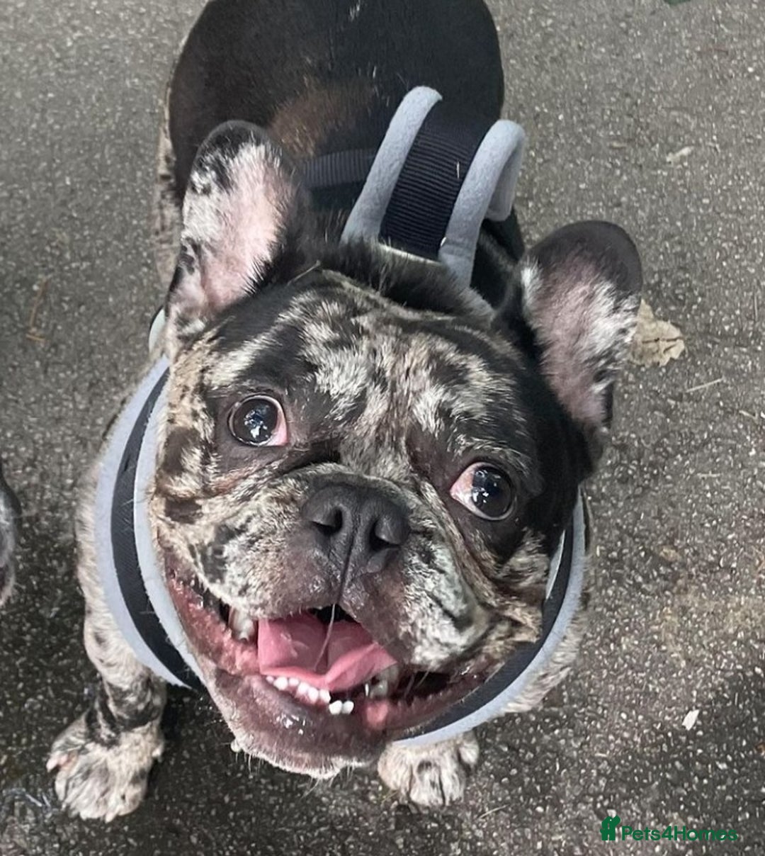 French Bulldog dogs for stud: Proven French bulldog Merle stud in Liverpool - Advert 2