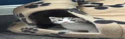 Domestic Shorthair cats for sale: Silver and white Tabby boy  - Advert 12