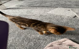 Savannah cats for sale: Savannah cross - Image 5