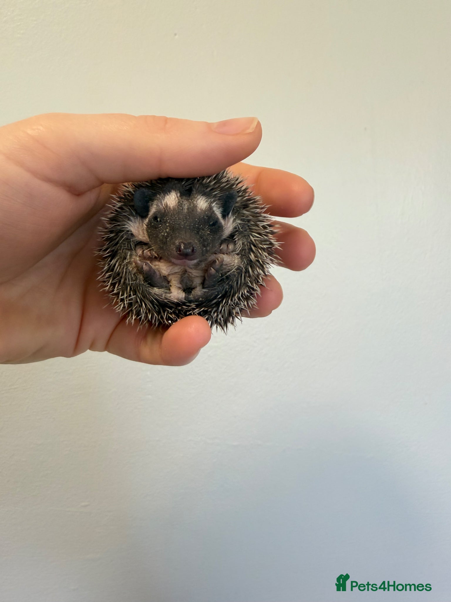 Pygmy Hedgehog rodents African Pygmy hedgehogs 2 available  - Advert 11