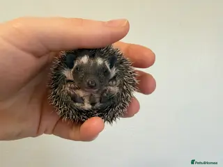 Pygmy Hedgehog rodents African Pygmy hedgehogs 2 available - Advert 11