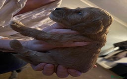 Cockapoo dogs for sale: Stunning litter of cockapoos  - Advert 34