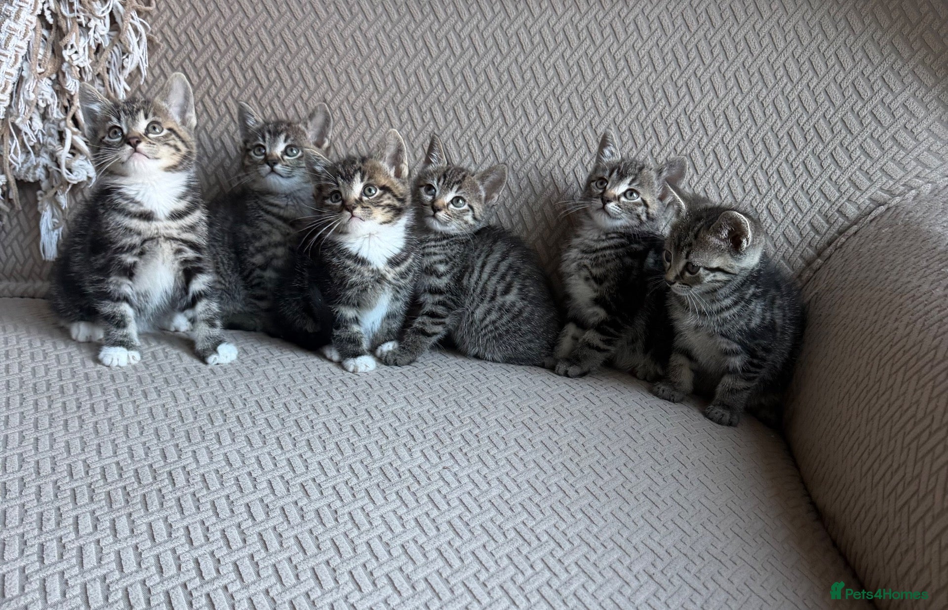 Mixed Breed cats Six Beautiful Tabby Kittens  - Advert 1