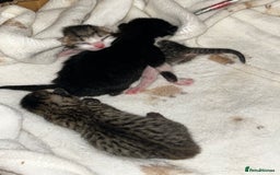 Mixed Breed cats for sale: 2 beautiful tabby girls and 1 Black & white Boy - Image 4