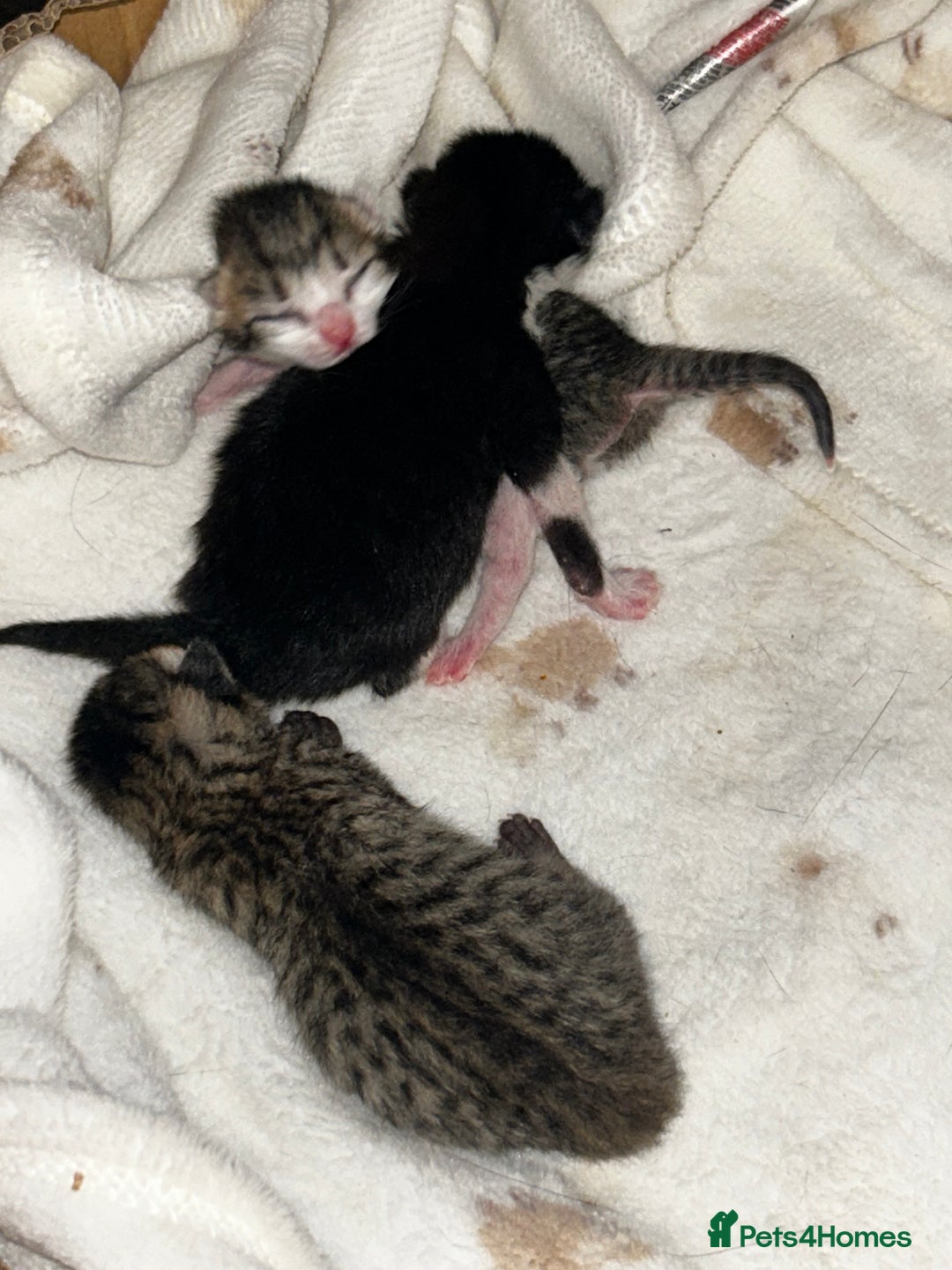 Mixed Breed cats for sale: 2 beautiful tabby girls and 1 Black & white Boy - Image 4