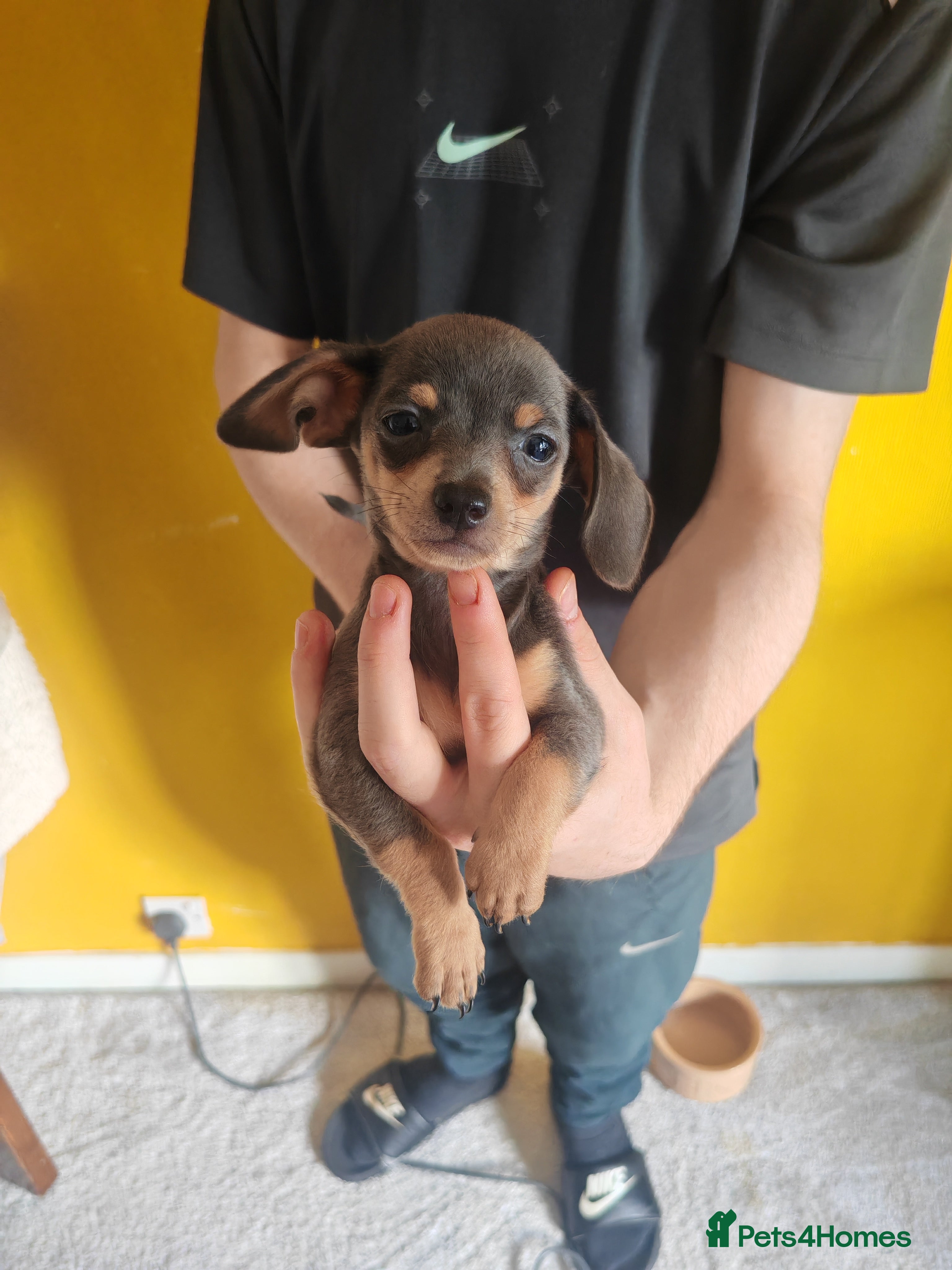 Chiweenie Puppy 3