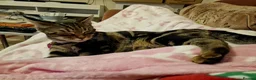Bengal cats for sale: Beautiful bengal cross girl - Advert 2