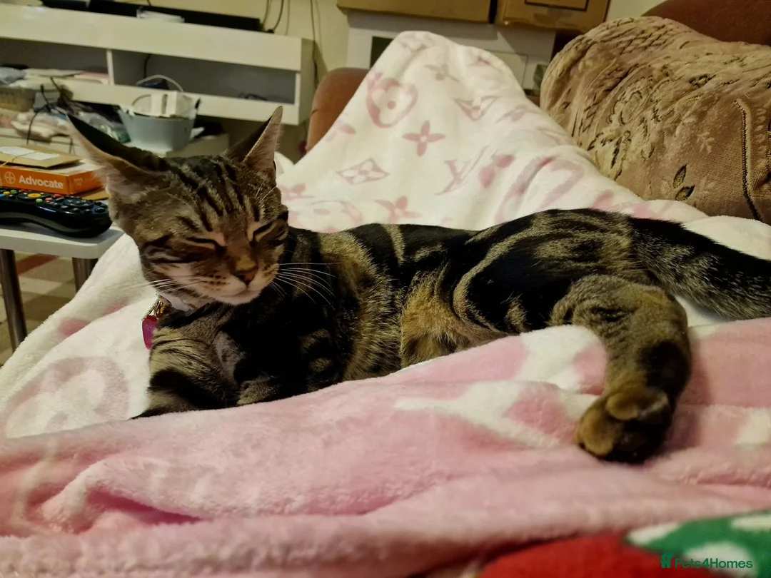 Bengal cats for sale: Beautiful bengal cross girl - Advert 2