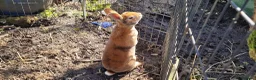 Rex rabbits for sale: Friendly Pair of Purebred Mini Rex Girls Available - Advert 13