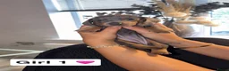 Dachshund dogs for sale: 🩷 2 Beautiful Isabella and Tan Dachshund Girls 🩷 - Advert 6