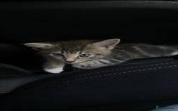 Maine Coon cats for sale: Kitten  - Image 3