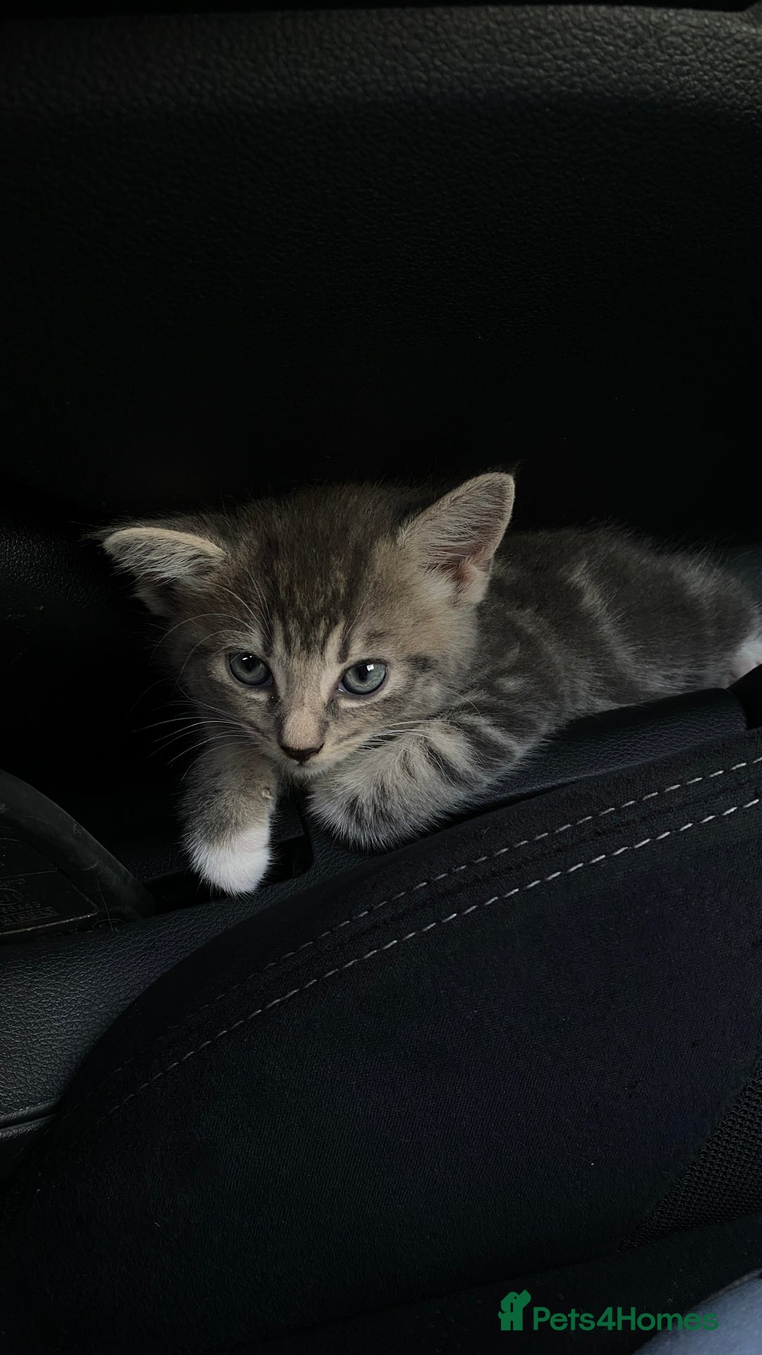 Maine Coon cats for sale: Kitten  - Image 3