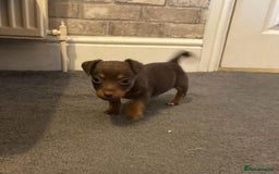 Jack Russell dogs for sale: Beautiful miniature jack russell puppies  - Image 26