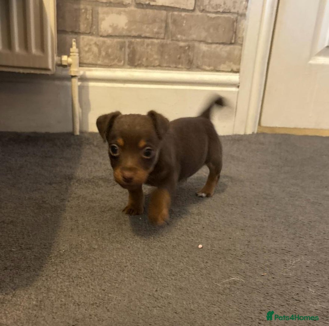 Jack Russell dogs for sale: Beautiful miniature jack russell puppies  - Image 26