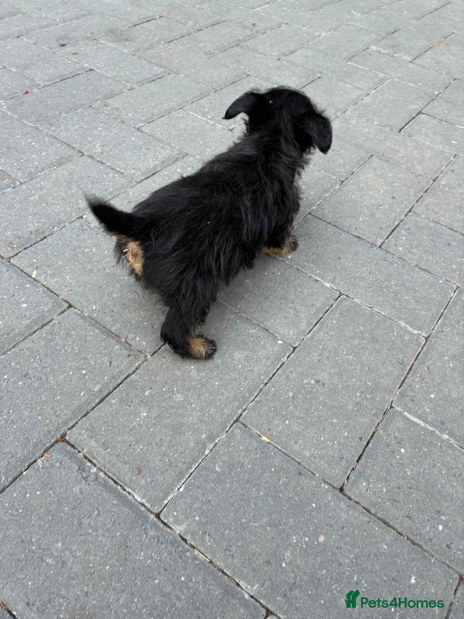 Mixed Breed dogs for sale: Jack Russell x Yorkshire Terrier  - Advert 7