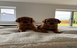 Golden Retriever dogs for sale: KC REG DARK RED GOLDEN RETRIEVER PUPPIES  - Image 9