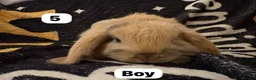Mini Lop rabbits for sale: Stunning mini lops for sale  - Advert 5