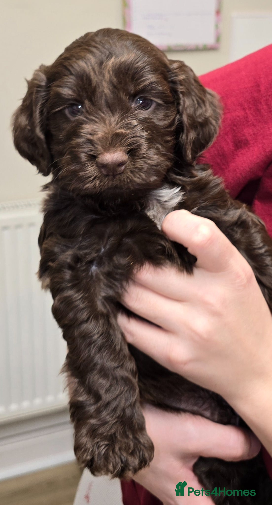 Cockapoo dogs 5 gorgeous F1b cockapoos  - Advert 13