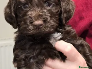 Cockapoo dogs 5 gorgeous F1b cockapoos - Advert 2