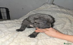 Great Dane dogs for sale: Great dane puppies for sale  - Image 11