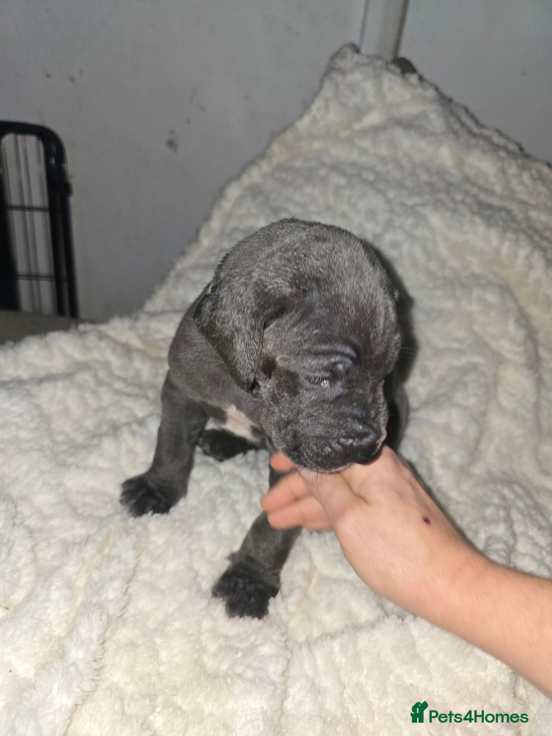 Great Dane dogs for sale: Great dane puppies for sale  - Image 11