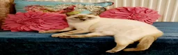 British Shorthair cats for sale: British shorthair kittens from 2 litter - Advert 18