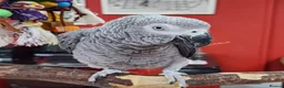 Parrots birds for sale: African grey parrots for sale  in Leeds - Advert 2