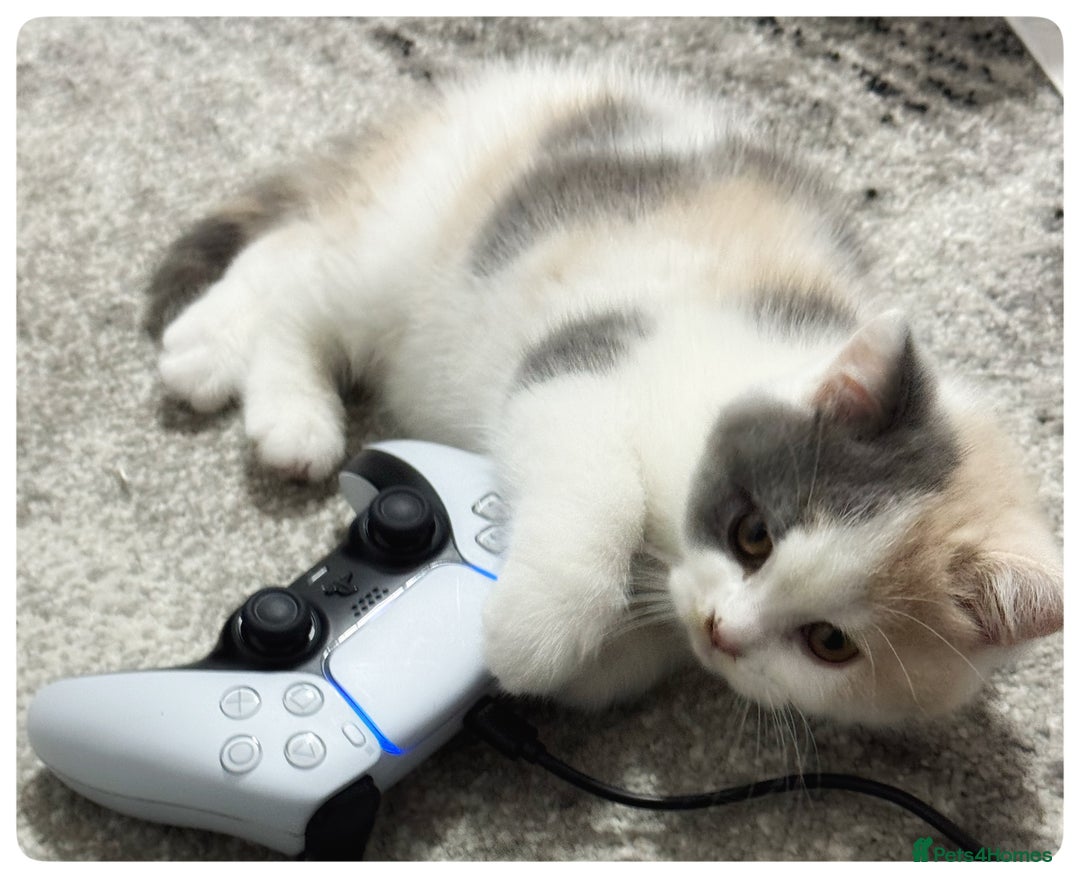 British Shorthair cats for sale: Dulce - GCCF registered BSH female kitten.  - Advert 2