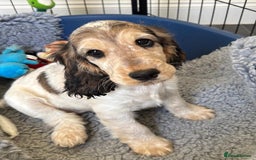 Cocker Spaniel dogs for sale: Stunning Pedigree KC Show Cocker Puppies  - Image 4