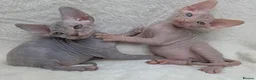 Sphynx cats for sale: Uniquely Beautiful, Naturally Adorable-Sphynx  in Belfast - Advert 3