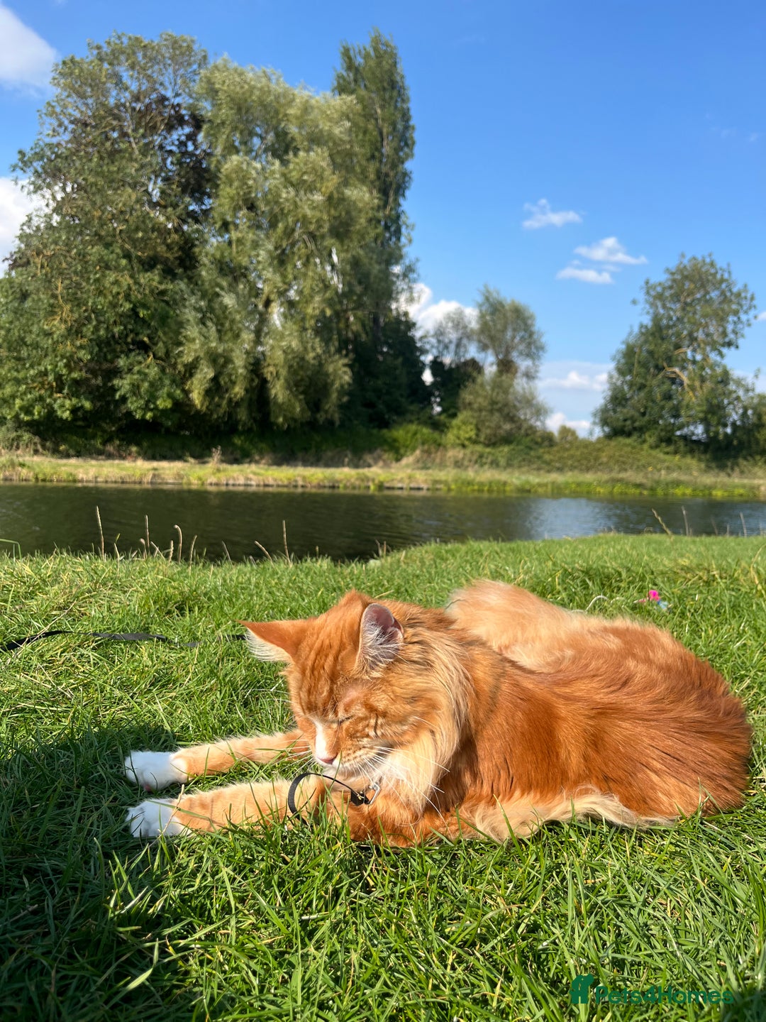 Maine Coon cats for sale: Mainecoon young male rehoming ASAP - Image 5