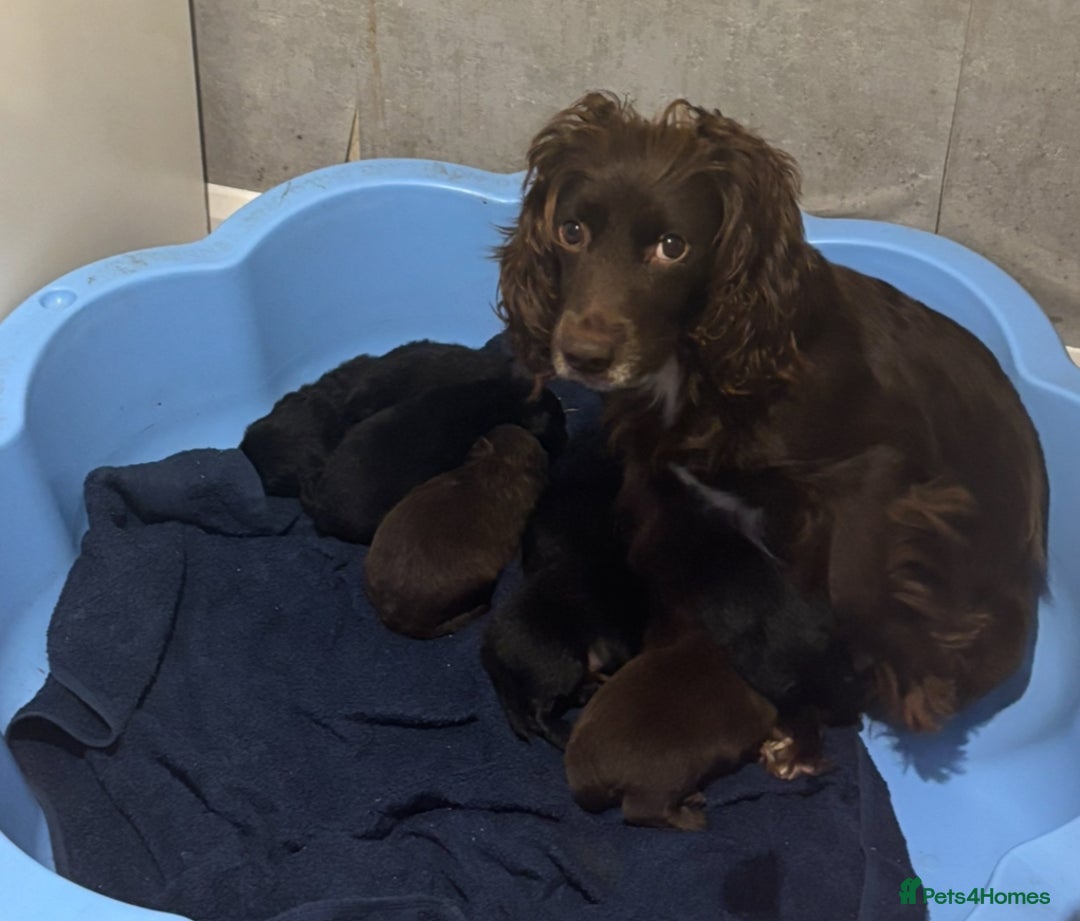 Mixed Breed dogs for sale: Cockeranians - Advert 4