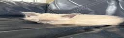 Siamese cats for sale: Blue/ lilac point siamese kittens  - Advert 5