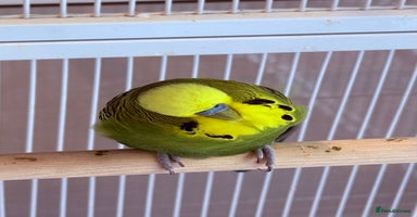 Budgerigars birds - Advert 4