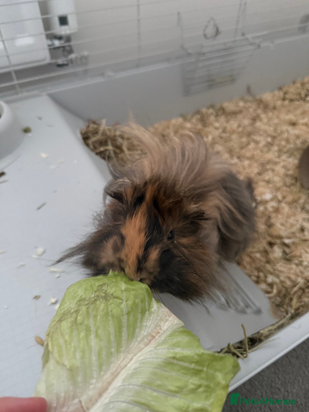 Guinea Pig rodents for sale: Guinea pigs for sale - Advert 2